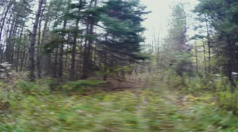 Forrest Driving Out Window Point of View Stock Footage 61717399