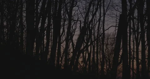 Forrest During Sunset Stock Footage 169428430