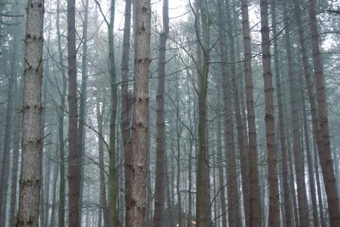 Forrest at Dusk Фото