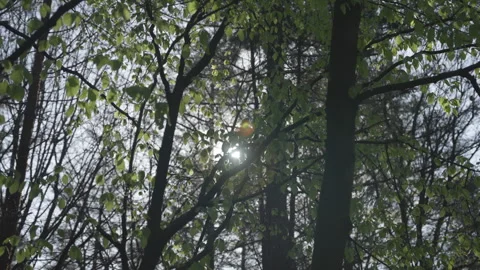 Forrest in early spring Video stock 240543538