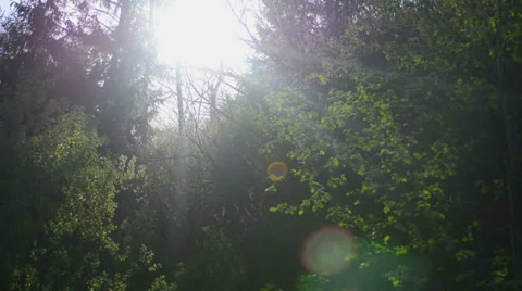 Forrest flare tracking HD Stock Footage 37798841