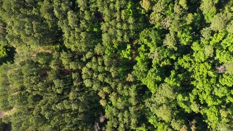 Forrest fly over Stock Footage 106894938