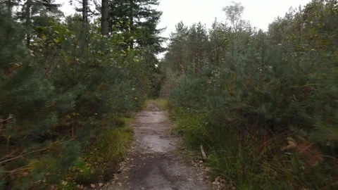 Forrest flying through fpv trees plants and green, old forrest aerial. foliage Видео 165260777