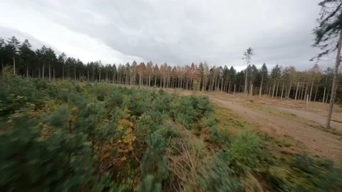 Forrest flying through fpv trees plants and green, old forrest aerial. foliage Stock Footage 166078860