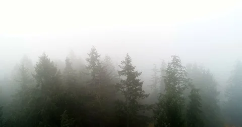 Forrest Fog. Forrest trees Video stock 96948802