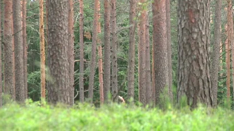 Forrest Stock Footage 836809