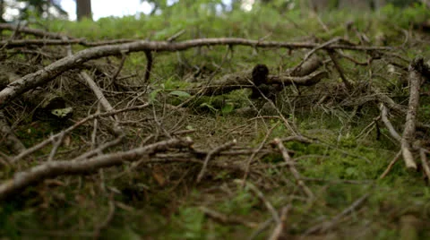 Forrest Stock Footage 25623134