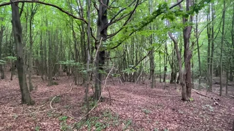 Forrest 스톡 동영상 218617239