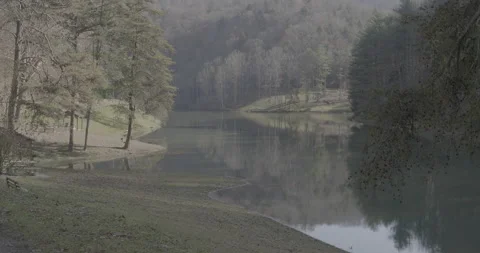 Forrest Glade Stock Footage 169427976