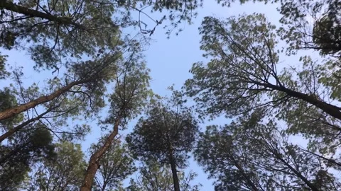 Forrest of green pine trees low angle Stock Footage 263293118