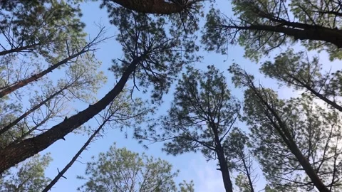 Forrest of green pine trees low angle Stock Footage 263293120