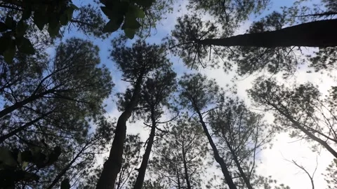 Forrest of green pine trees low angle Stock Footage 263293124