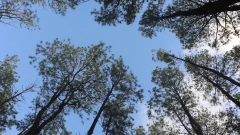 Forrest of green pine trees low angle Stock Footage 263293126