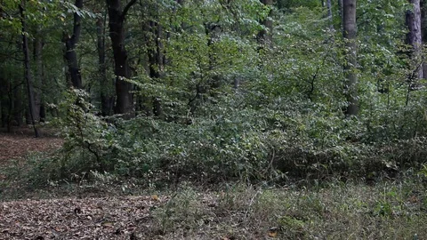 Forrest jog with a dog Stock Footage 89164557