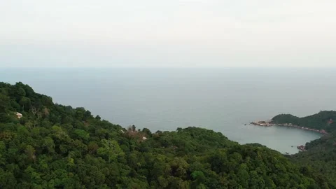 Forrest jungle Stock Footage 130192115