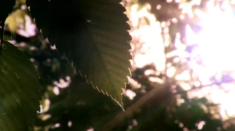 Forrest leave absorbing sunrays Stock Footage 44409186