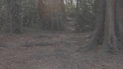 Forrest with leaves and acorns falling Stock Footage 139750830