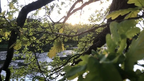 Forrest Leaves Close Up 4K Sunset Nature Stock Footage 114776435
