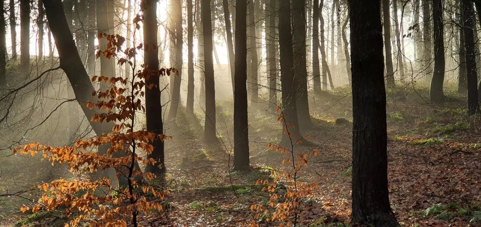 Forrest light beams through trees Stock Photos
