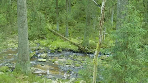 Forrest Long Shot With River 動画素材 63214617