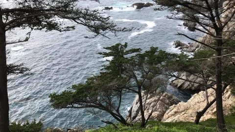 Forrest Meets Ocean Big Sur CA 4K Stock Footage 105429321