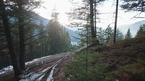 Forrest on mountain Stock Footage 246878021