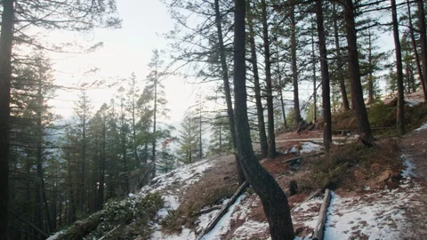 Forrest on Mountain Stock Footage 246878030