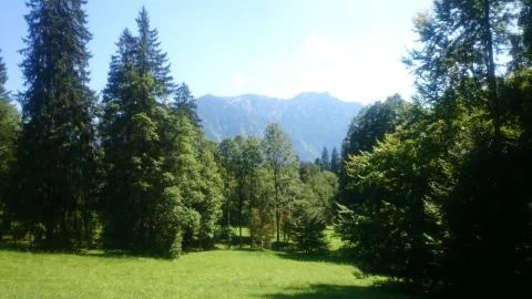 Forrest in the mountains Stock Photos