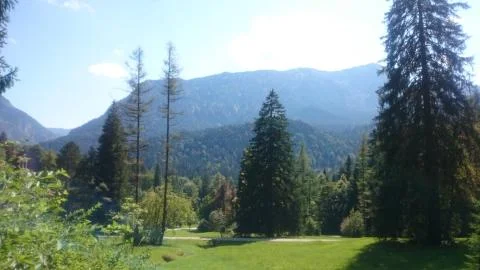 Forrest in the mountains Stock Photos