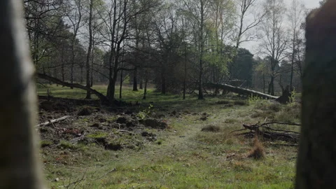 Forrest, Netherlands Video stock 240543641