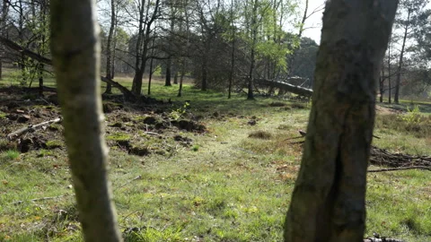 Forrest open area in the Netherlands Video stock 240544223