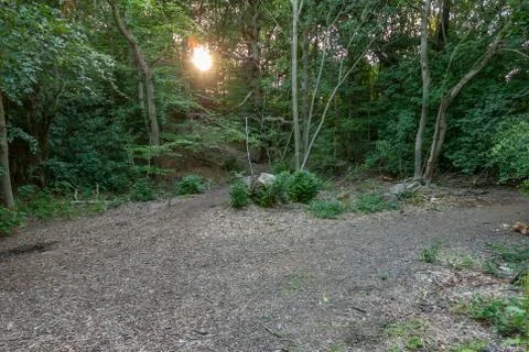Forrest Opening With Sun Light Foto stock