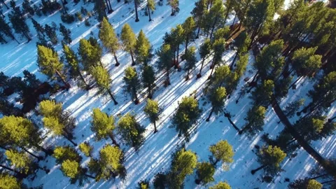 Forrest Overhead Winter Tracking Aerial Stock-Footage 273954347