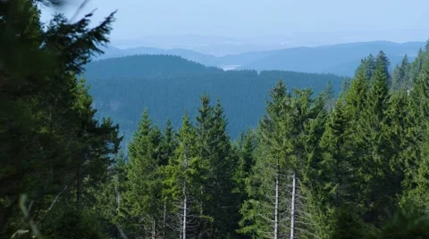 Forrest Overview 動画素材 63224431