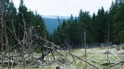 Forrest Overview With Trees 動画素材 63225599