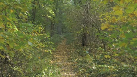 Forrest path with falling leafs for hiking under the trees Stock Footage 163768312