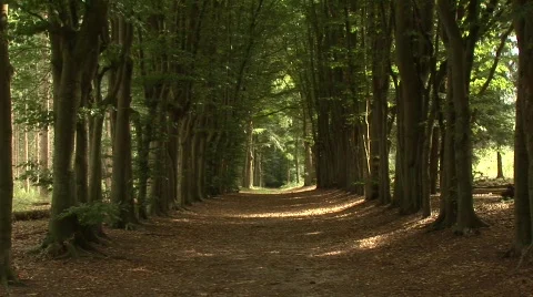 Forrest Path High Trees Video stock 523769