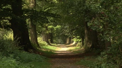 Forrest Path Low Trees Video stock 523745