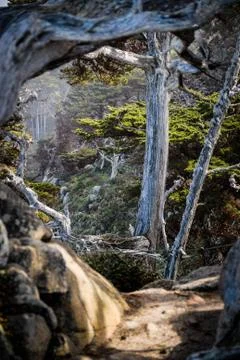 Forrest path. Stock Photos