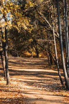 Forrest Path Fotos de archivo