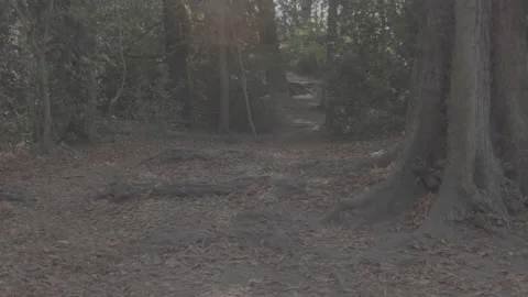 Forrest path on a sunny day 動画素材 139707660
