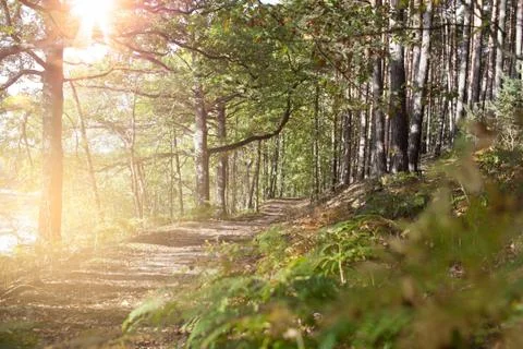 Forrest path on sunny day with light piercing through the foliage Fotos de archivo