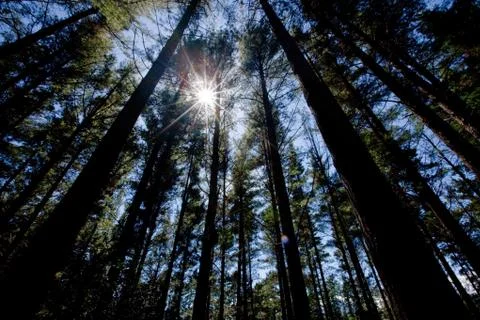 Forrest Stock Photos