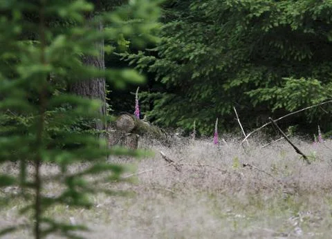 Forrest Stock Photos