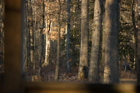 Forrest Stock Photos