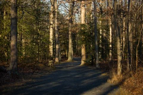 Forrest Stock Photos
