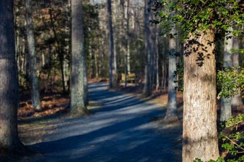 Forrest Stock Photos