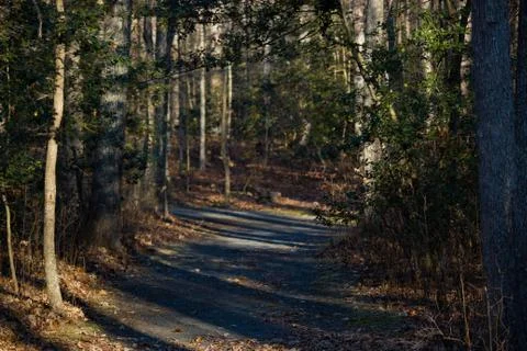 Forrest Stock Photos