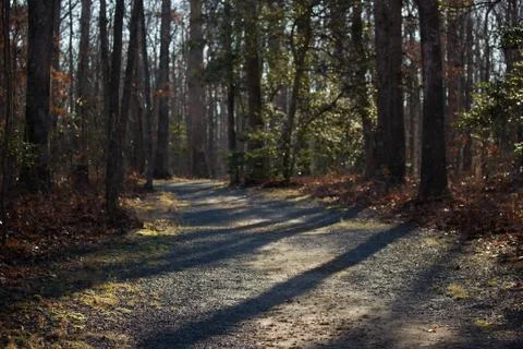 Forrest 스톡 사진