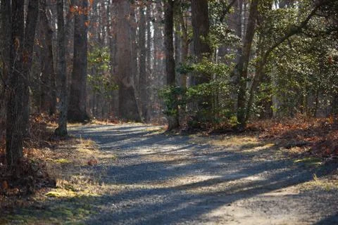 Forrest Stock Photos
